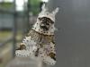 Furcula furcula